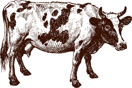 The vector drawing of a cow in style of a sketch.のイラスト素材