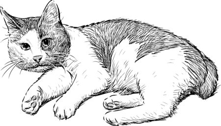 Vector drawing of a house cat.のイラスト素材