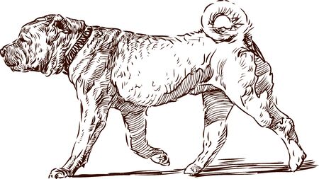 Vector sketch of a striding sharpei.のイラスト素材