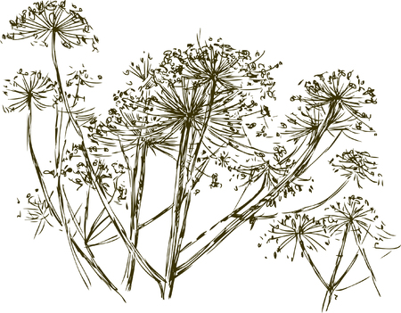 Vector sketch of the umbrella grass.のイラスト素材