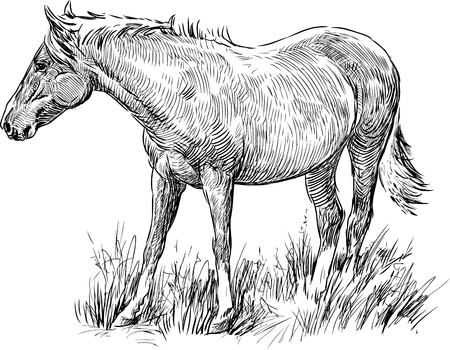 Vector drawing of a grazing horse.のイラスト素材