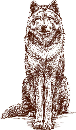 The vector drawing of a wolf.のイラスト素材