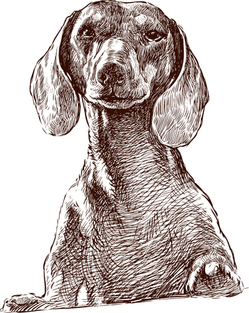 Vector drawing of a dachshundのイラスト素材
