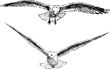 Sketches of the flying gullsのイラスト素材