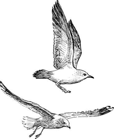 Vector drawings of the seagulls in the flightのイラスト素材