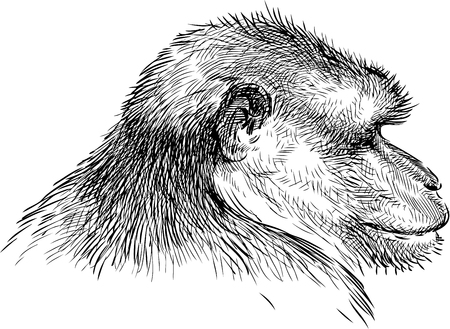 Sketch of the monkey portraitのイラスト素材