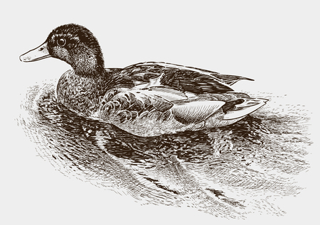 Vector image of a floating wild duckのイラスト素材