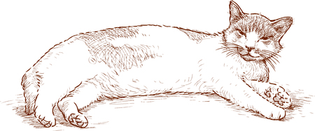 Sketch of a lazy liyng catのイラスト素材