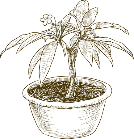 Vector drawing of a plant in the flowerpotのイラスト素材