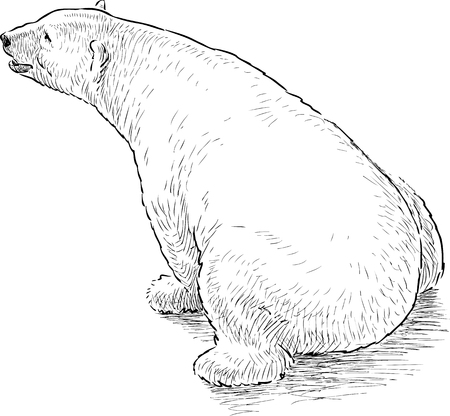 Vector sketch of a big polar bearのイラスト素材