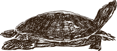 A Vector drawing of a sea turtle.のイラスト素材