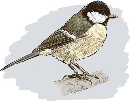 A vector image of a little tomtit on a gray background.のイラスト素材