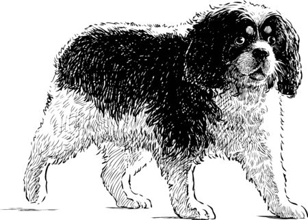 Vector drawing of a toy spanielのイラスト素材