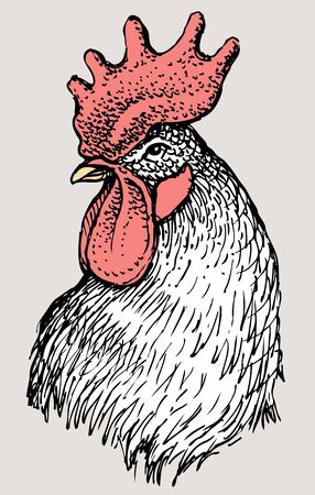 Vector illustration of the head of a roosterのイラスト素材