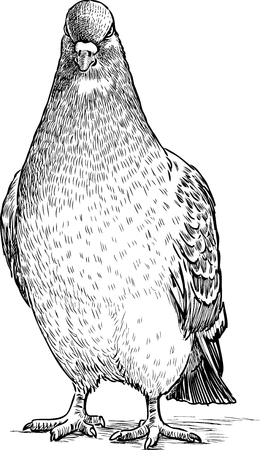 Sketch of an angry pigeonのイラスト素材