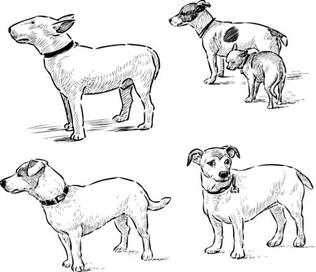 Vector drawings of the different dogsのイラスト素材