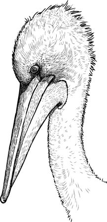 Sketch of a pelican headのイラスト素材
