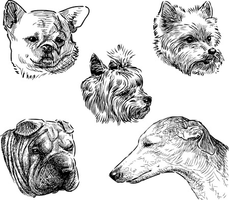 Sketches of the dogs headsのイラスト素材