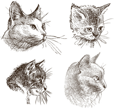 Sketches of the heads of the domestic cats illustration.のイラスト素材