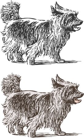 Sketch of a lap dog on a strollのイラスト素材