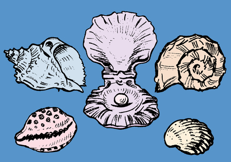 A set of the various sea shellsのイラスト素材