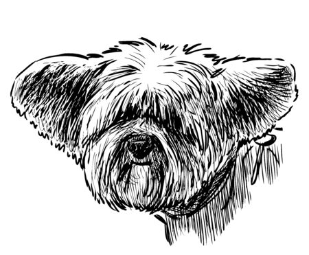 Sketch of head of funny eared lap dogのイラスト素材
