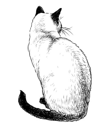 Sketch of sitting domestic siamese catのイラスト素材
