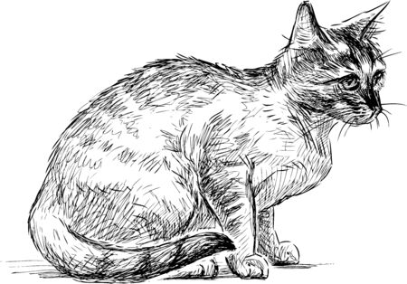 Sketch of sitting domestic kittenのイラスト素材