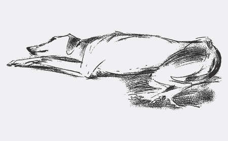 Vector illustration of lying tired greyhoundのイラスト素材