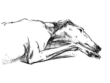 Freehand drawing of lying tired greyhoundのイラスト素材