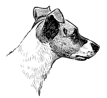 Freehand drawing of a head cute black and white small dogのイラスト素材