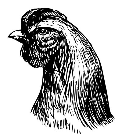 Vector drawing of head young henのイラスト素材