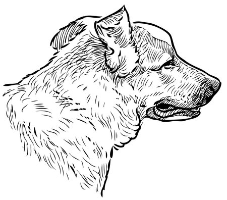 Freehand drawing of profile head of watchdogのイラスト素材
