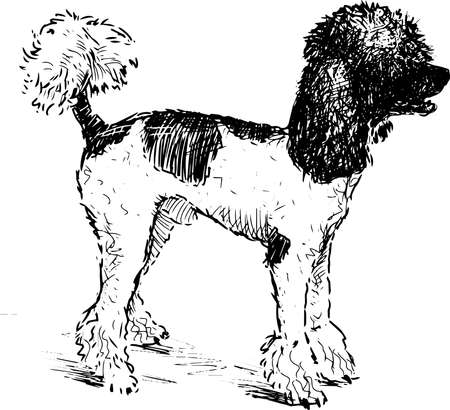 Freehand drawing of standing funny sheared black and white poodleのイラスト素材