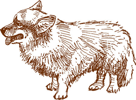Hand drawing of standing corgi dogのイラスト素材