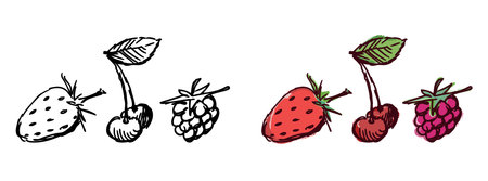Hand drawn illustration of sweet juicy ripe strawberries, cherries and raspberries isolated on whiteのイラスト素材