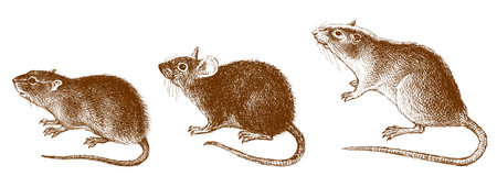 Hand drawing of three different red cute rats with long tails isolated on white