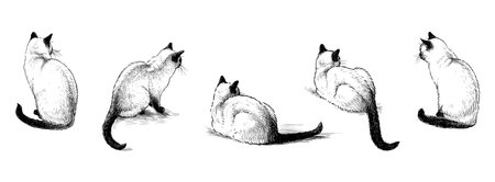 Sketches of purebred domestic siamese cat, realistic hand drawings, isolated on white, vector illustrationのイラスト素材