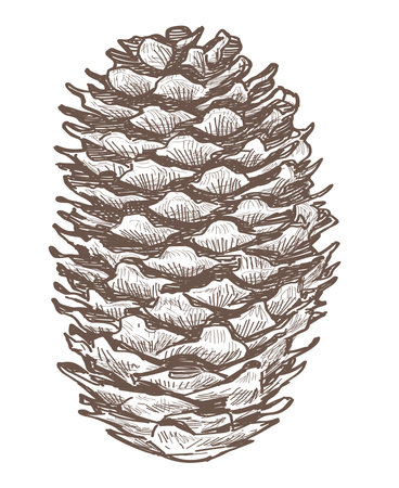 Sketch of one fir cone, realistic hand drawing, vector illustration isolated on whiteのイラスト素材