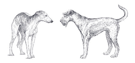 Sketches of airedale terrier and greyhound dogs standing and looking, realistic hand drawing, vector illustrationのイラスト素材