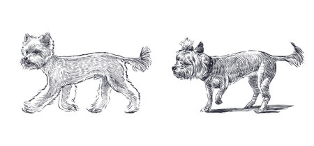 Sketches of two yorkshire terriers dogs walking, realistic hand drawing, vector illustrationのイラスト素材