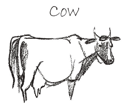 Sketch of one cow standing and looking, side view, textured outline hand drawn illustration isolated on whiteのイラスト素材