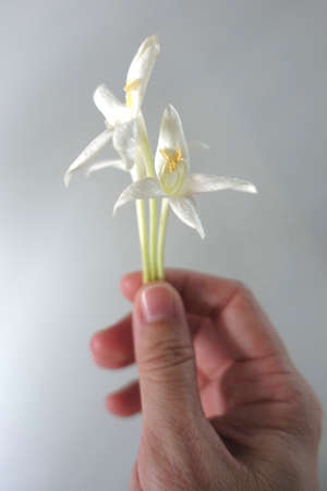 White flowers in handの写真素材