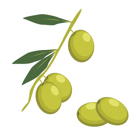 Set of Green Olives Branches. Olives iconのイラスト素材