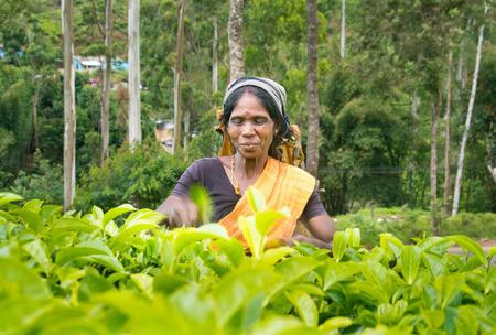 NUWARA ELIYA, SRI LANKA  APRIL 06: A Tamil woman from Sri Lanka breaks tea leaves on tea plantation...
