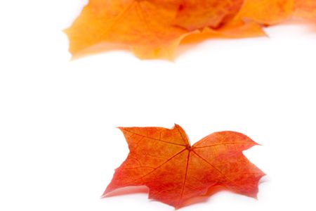 Autumn leaf in its beautiful colors and shapes