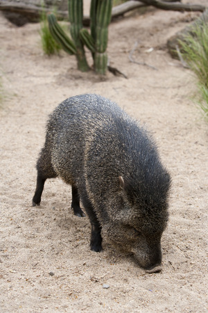 Collared Peccary feedingの写真素材