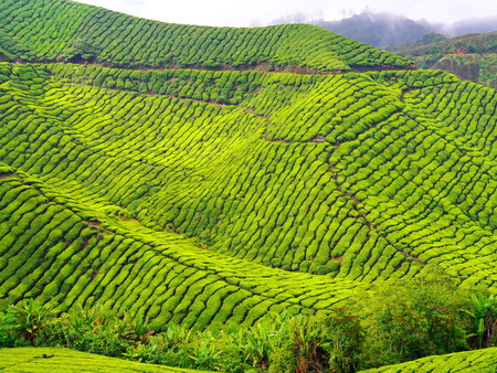 Tea Plantation of Cameron Highlandsの写真素材