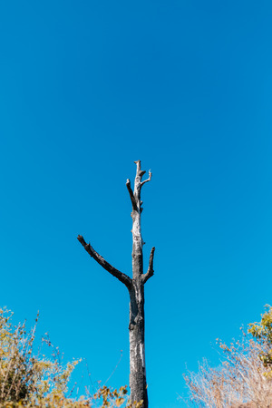 tree with Blue skyの写真素材