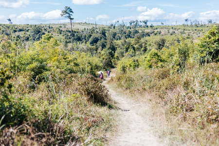 walking way in jungleの写真素材